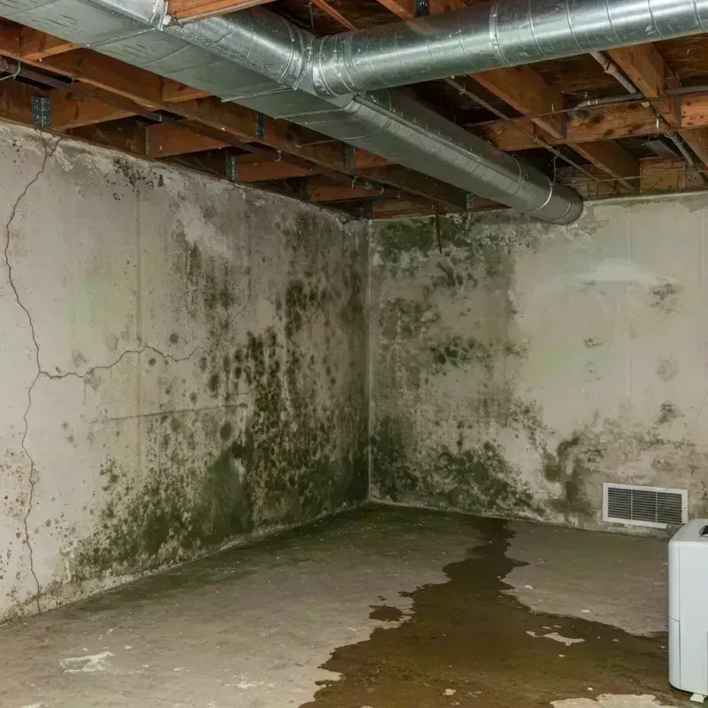 Professional Mold Removal in Willard, MO